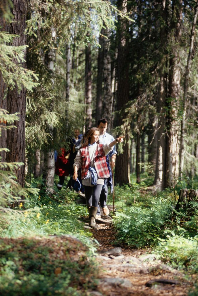 group walk through the forest