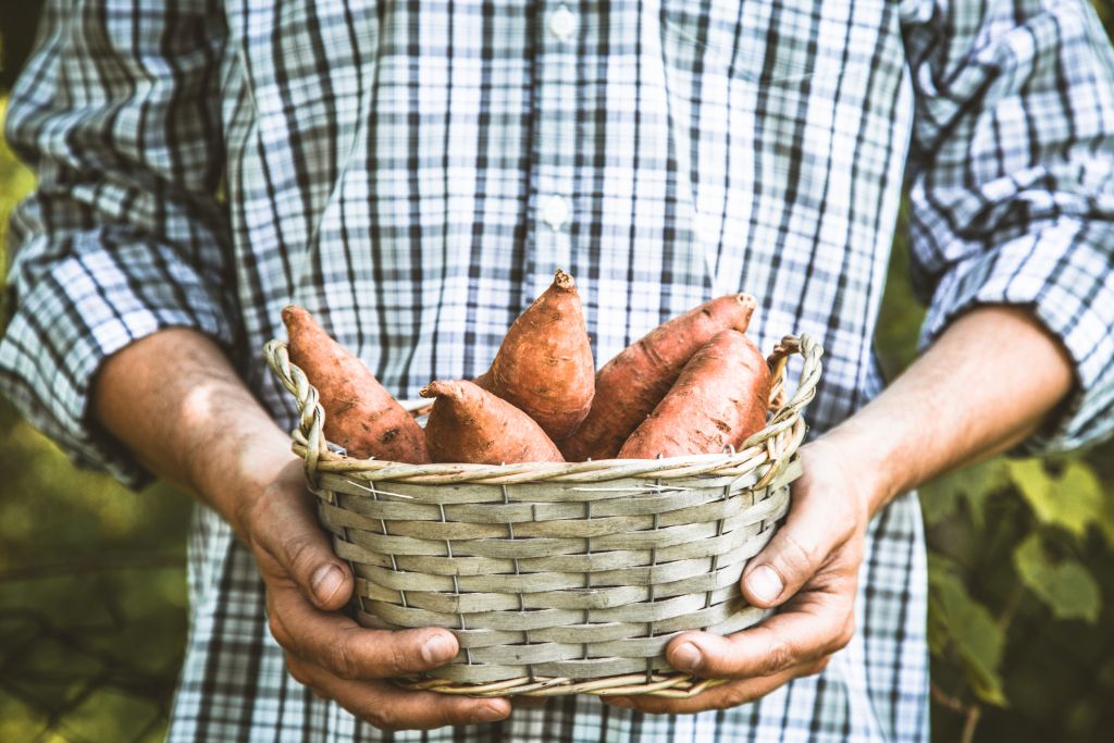 sweet potatoes